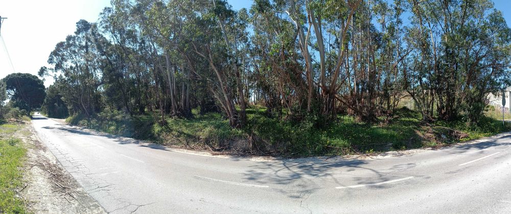 Terreno para Arrendamento / Venda – 6000 m²  Palmela