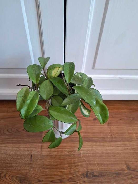 Hoya carnosa Krimson Princess sadzonka ukorzeniona ze zdjecia.