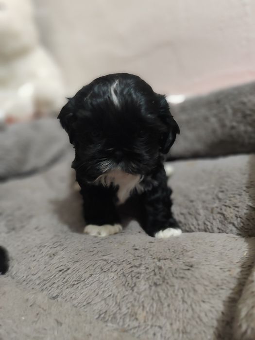 Shih tzu  gotowa