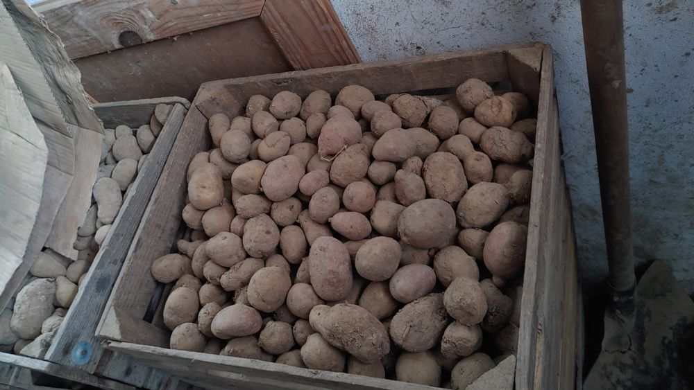 Ziemniak paszowy ziemniaki  dla zwierzat 035gr