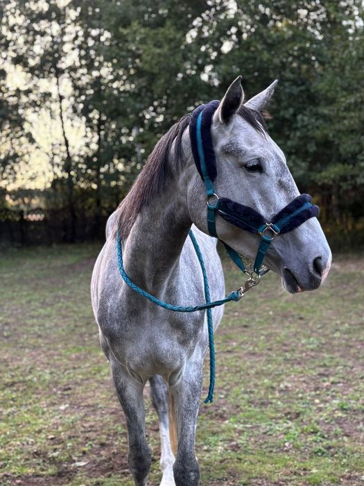 Sprzedam Ogierka skokowego po Cascado