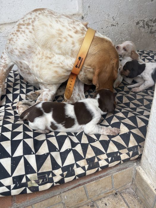 Cachorros de raça pachon navarro crusados