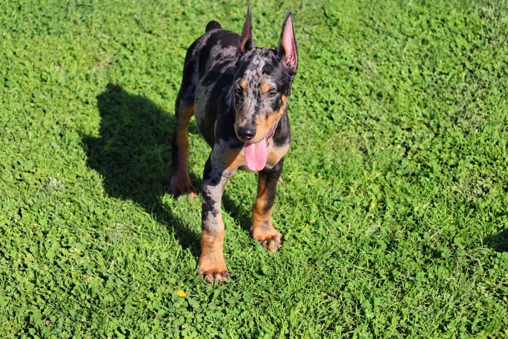 Dobermann balck merle
