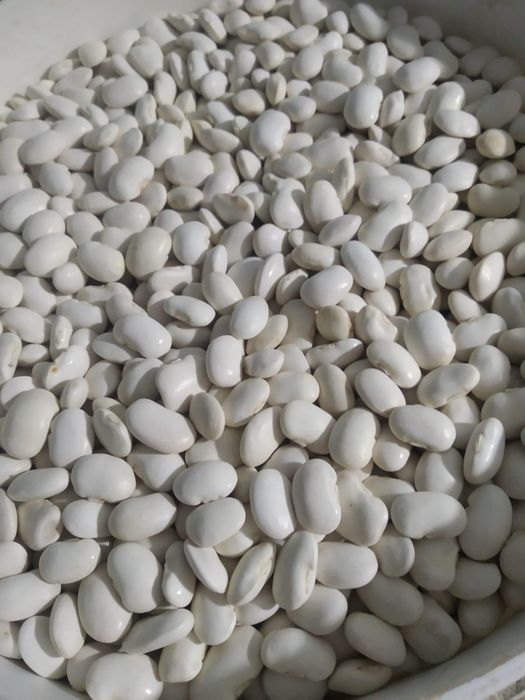 Продам квасолю різних сортів