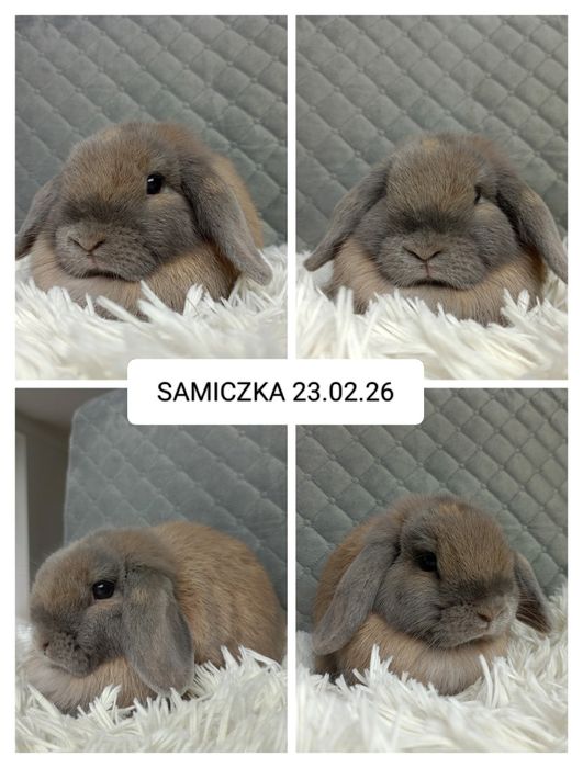 Królik miniaturka minilop mini lop