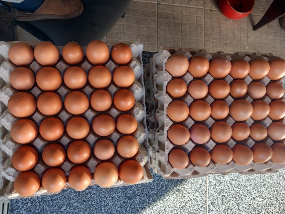 Vende-se ovos caseiros