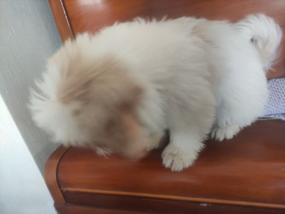 Малыш Ши-тцу ,мальчик