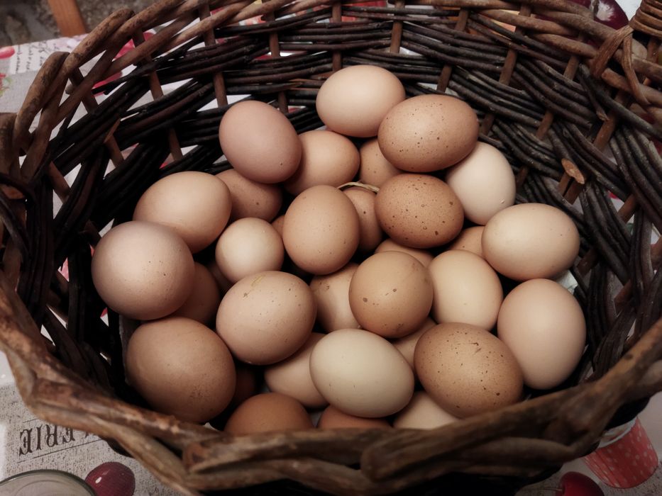 Ovos Biológicos  de Galinhas de Campo