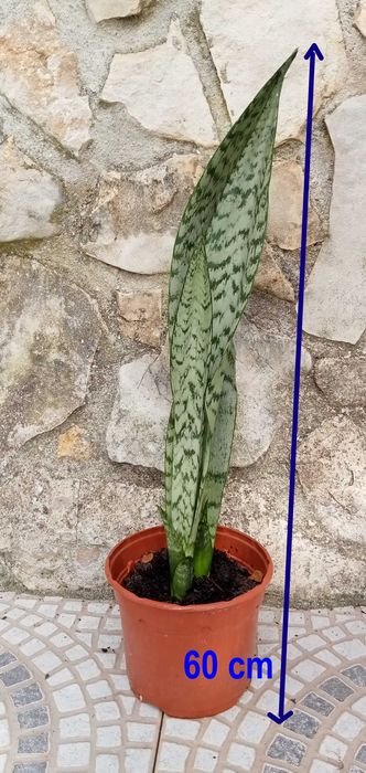 Espadas-de-São-Jorge