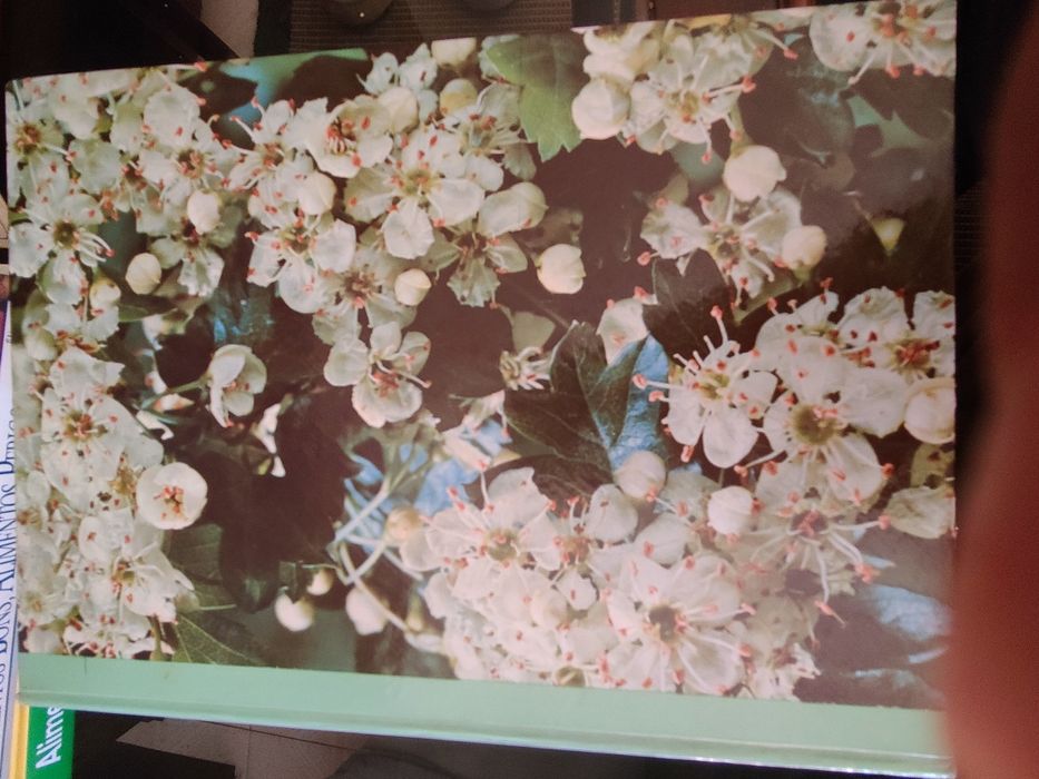 Coleção de 8 Livros "As Plantas Nossas Amigas"