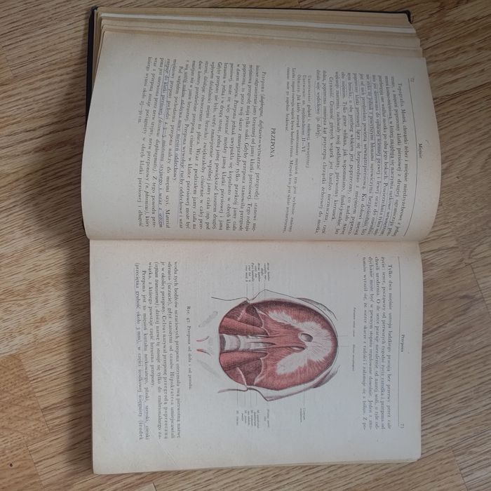 Adam Bochenek Anatomia Człowieka tom II