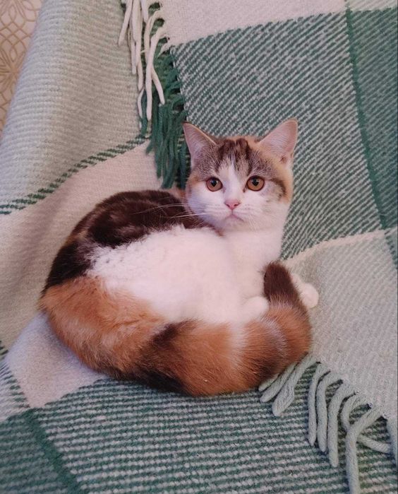 Marble calico Scottish straight дівчинка-киянка приємного характеру