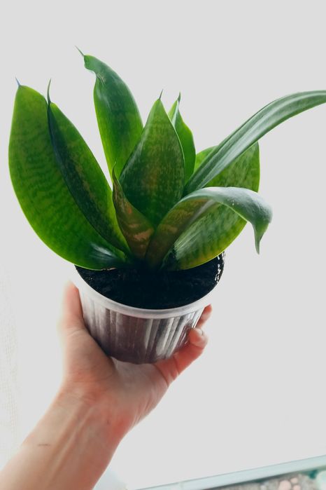 Сансев’єрія кімнатна квітка