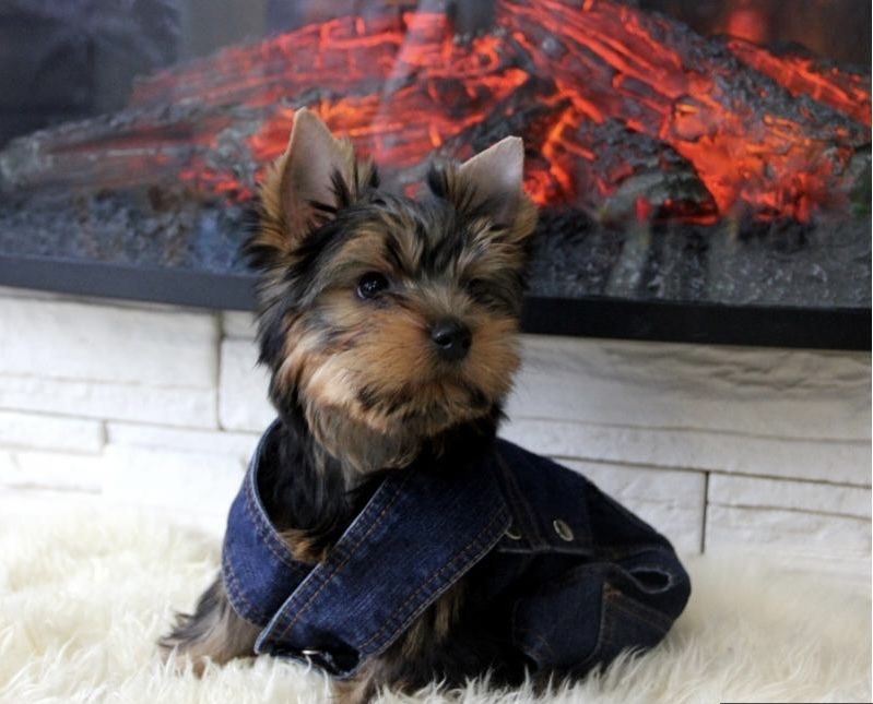 Йоршерский мальчик