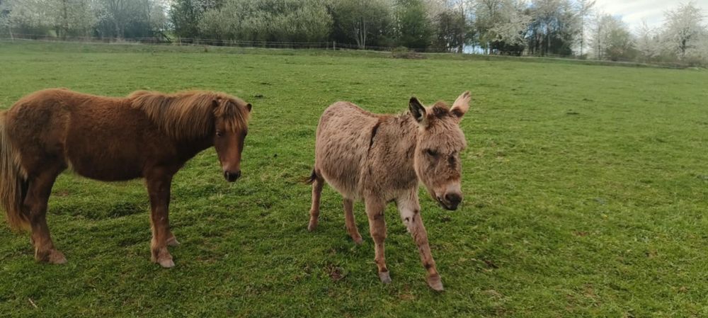 Sprzedam ogierka hucułka rocznego