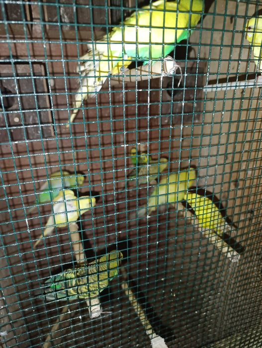 Viveiro com   Piriquitos