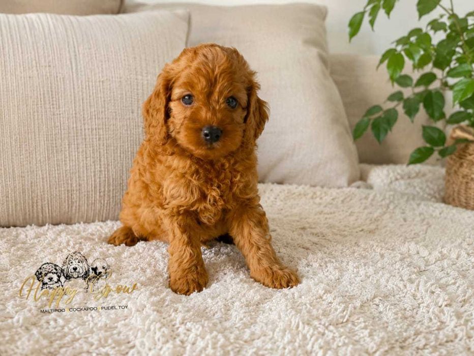 Pudel mini Cockapoo F1B Blanka Gotowa na no rodzinę