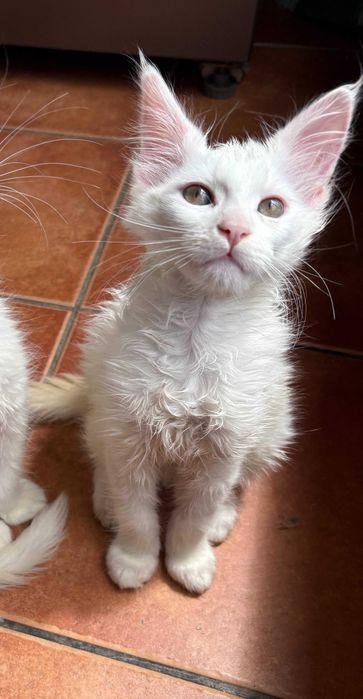 Gato bebé macho - Maine Coon TOP