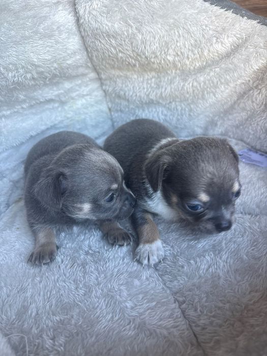 Chihuahua blue macho