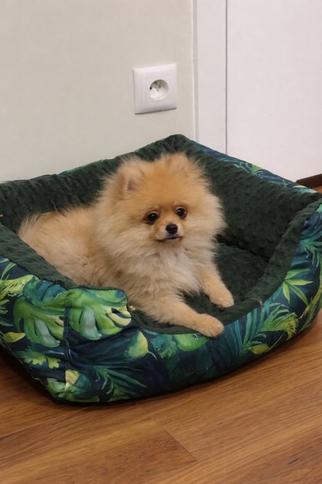 Szpic mały - chłopak