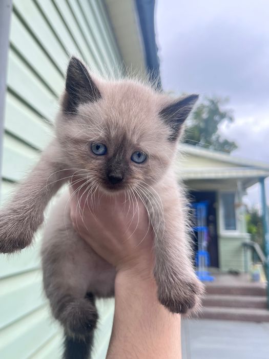 Кошенята в добрі руки