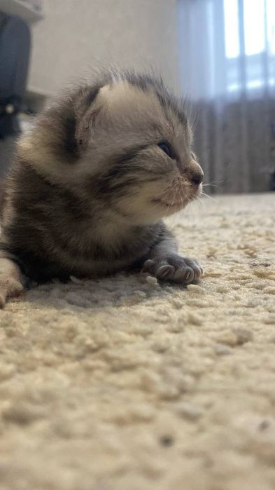 Шотландські кошенята