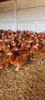 Kury nioski Rosa Messa Leghorn z pierwszym jajkiem. Dowóz Gratis.