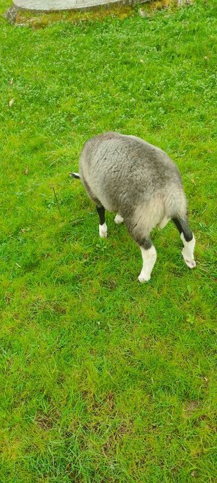 Machos INRA 401 puros