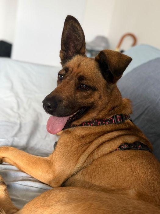 Tusia suczka do adopcji