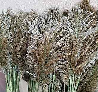 Очерет річний сухий пампасна трава Камыш сухоцвет тростник