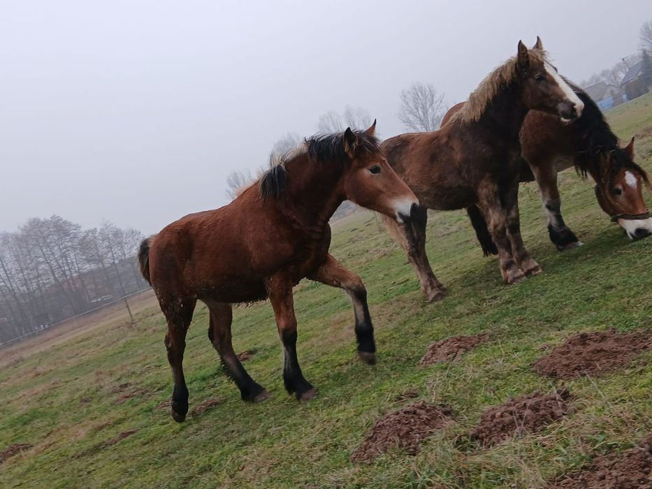 Źrebaki zimno krwiste