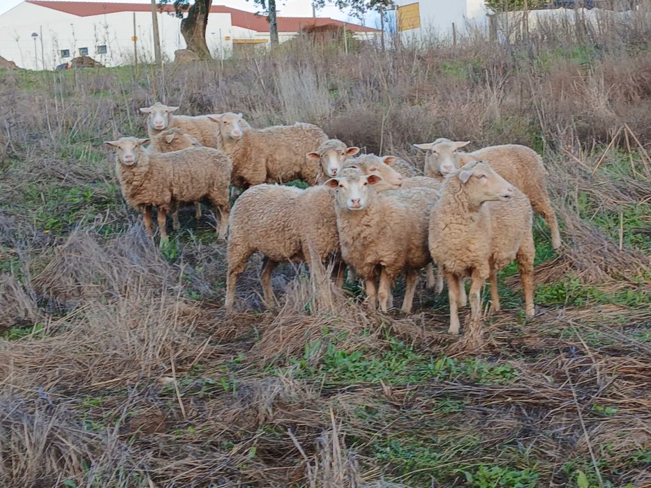 Lot 10 burregas merinas e crusadas