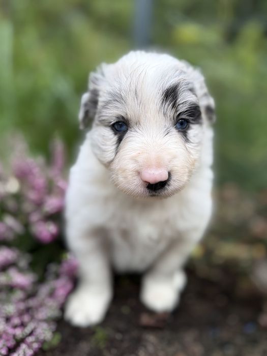 Suczka Heart of Gold BORDER COLLIE (FCI/ ZkwP)