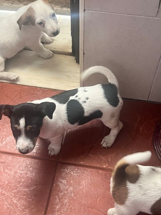 Macho Jack Russel