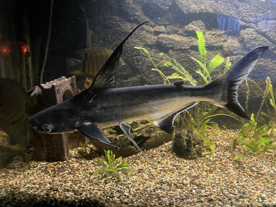 Продам сома пангасиус приблизно 50см