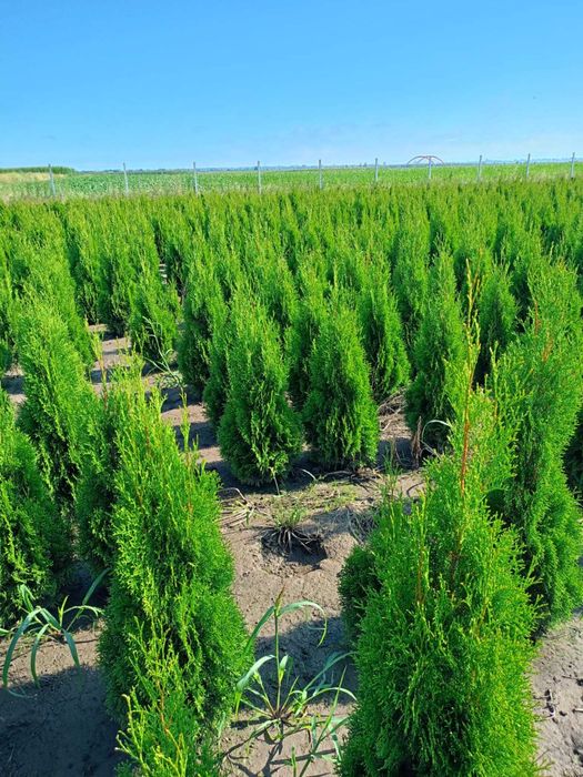 Tuja szmaragd 70cm -140 cm