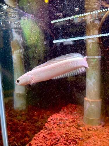Channa asiatica platinum