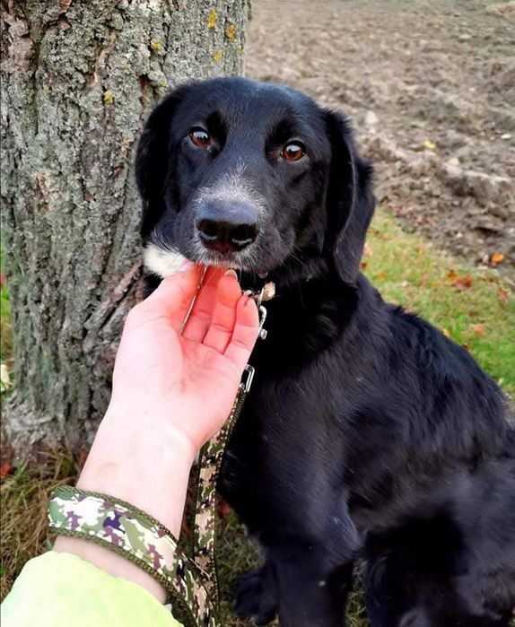 Wylękniony Pędzelek szuka domu