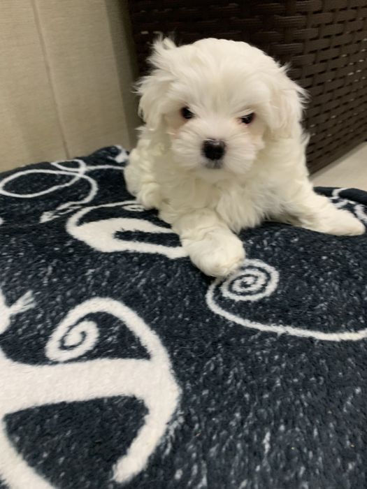 Мальтійська болонка