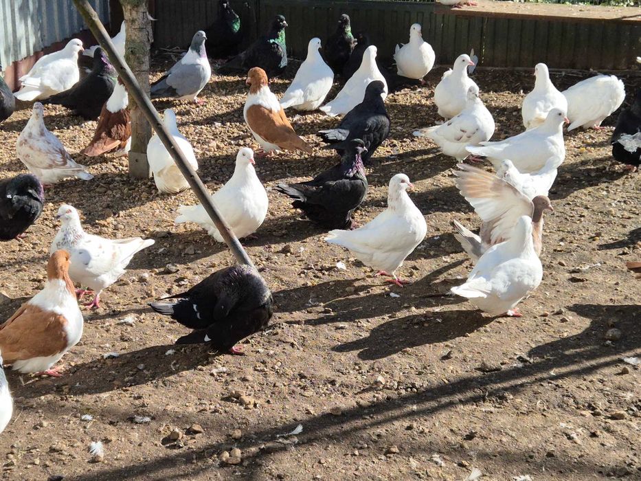 Gołębie mondajny sprzedam para rozpłodowa