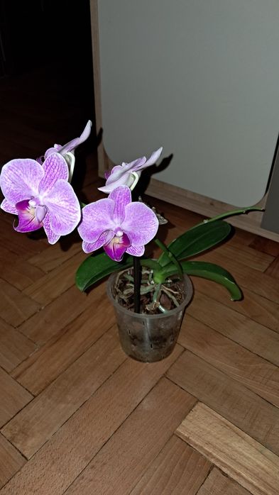 Орхідея  орхідея