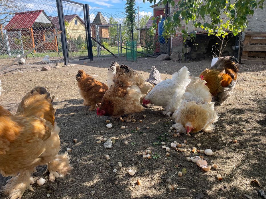 Kochin karzełek i olbrzymi -  jaja lęgowe