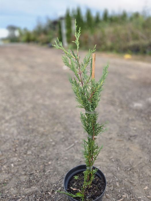 Cupressocyparis leylandii,  Cyprysowiec  Leylanda
