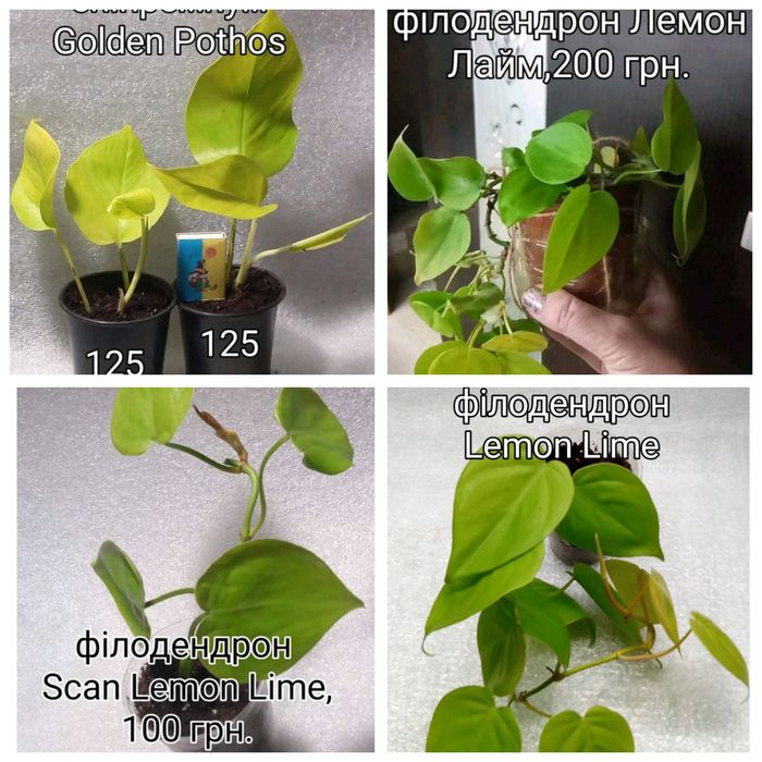 Епіпремнум,сциндапсус,монстера,філодендрон