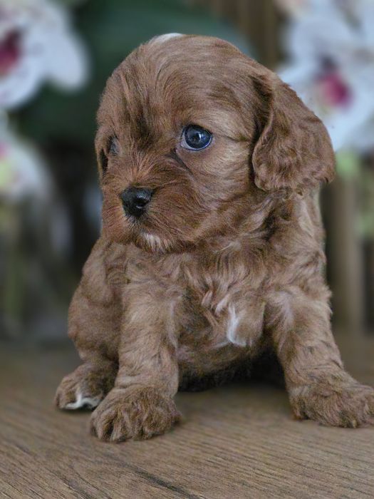 Cavapoo   .Badania genetyczne.Do rezerwacji.