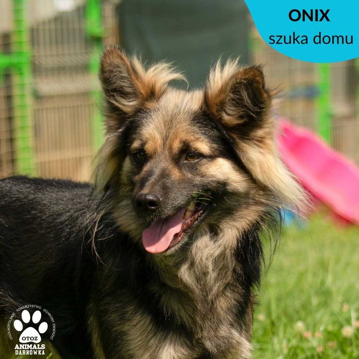 Onix szuka domu !