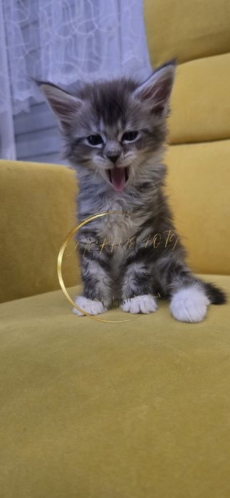 Maine Coon Kotka elsa