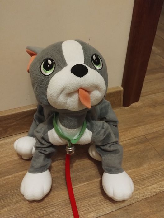 Pies Boogi dla dzieci