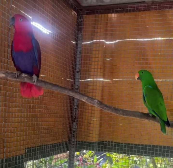 Casal de 2021 Eclectus