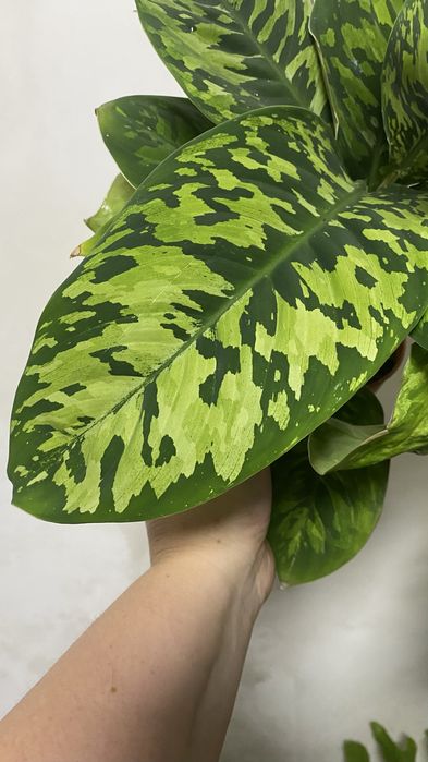 Хомаломена / Homalomena